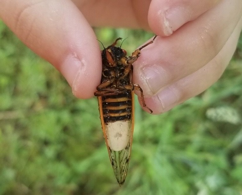 cicada fungus