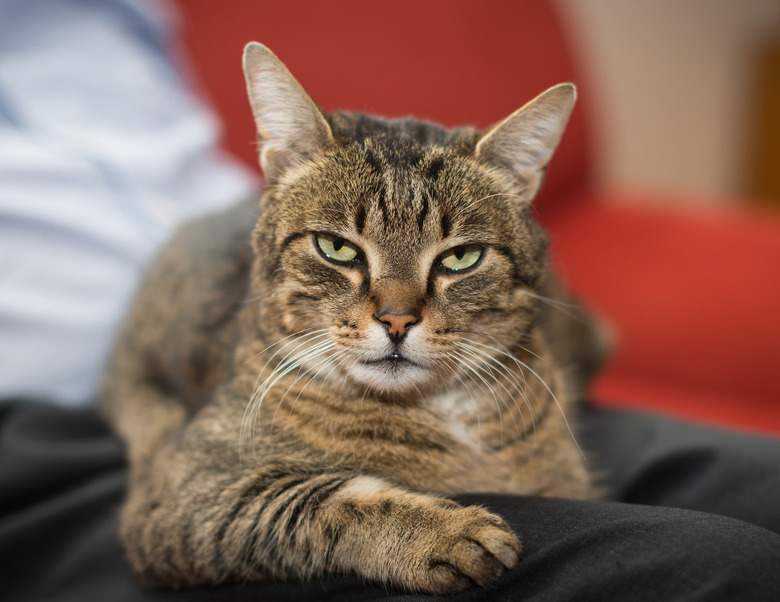 cat