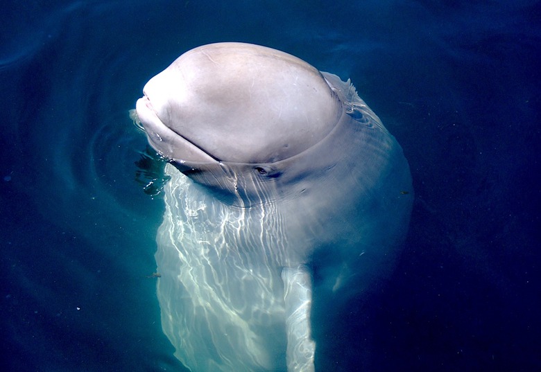 beluga-whale