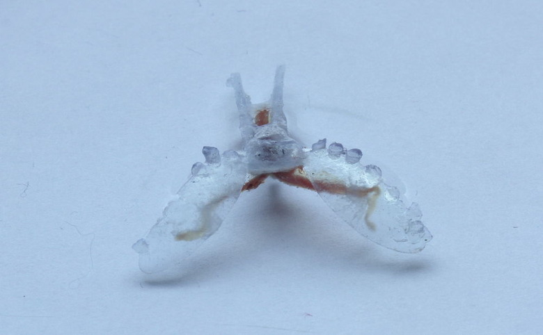sea-slug-robot