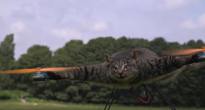 dead-cat-drone-video