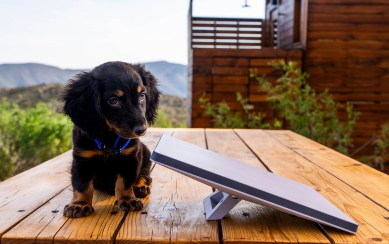A small dog sitting next to the new Starlink Mini dish