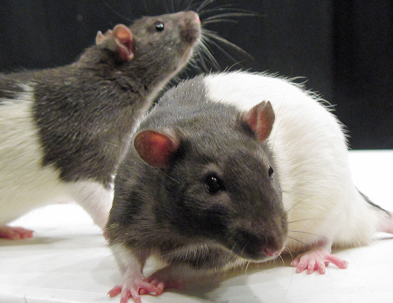 rats