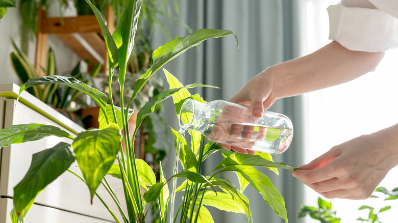 Close-up of a person's hand watering a plant using a clear container