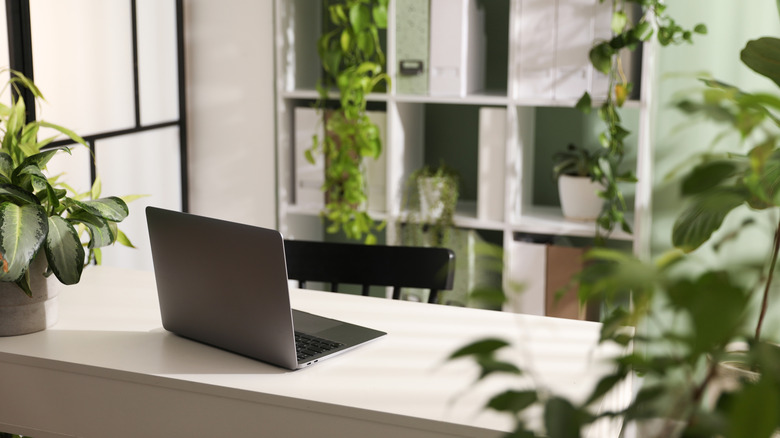 Minimalist workspace with an open laptop on a white desk, surrounded by shelving and multiple indoor plants that create a bright, natural, and clutter-free home office environment.