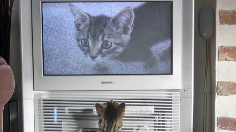 Cat watching a cat on TV