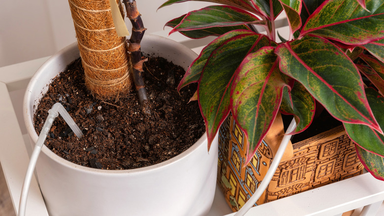 indoor drip irrigation watering two pots