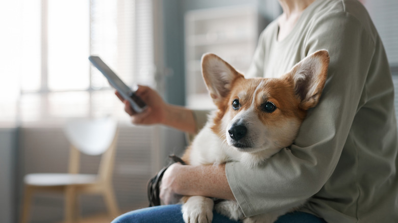 A dog in their owner's arms while the owner is using a smartphone.