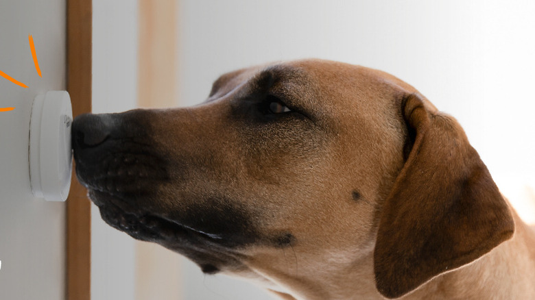 A dog pressing the Mighty Paw Smart Bell 2.0.