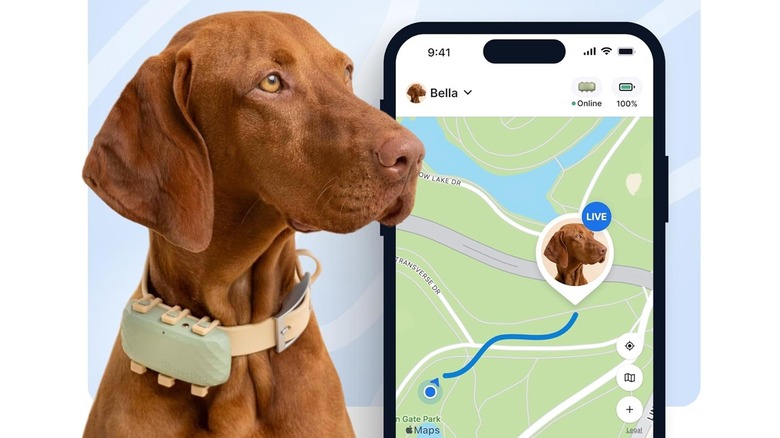 A dog wearing the Tractive XL smart dog GPS tracker, and the app showing tracking capabilities.