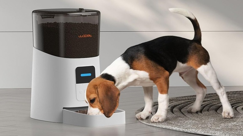 A puppy eating dog food from the WOPET F07 automatic feeder.