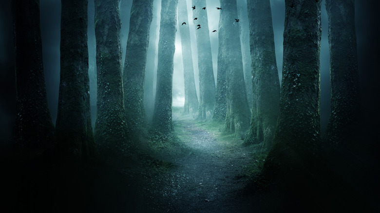 A dark forest scene with moonlight shining through the trees.