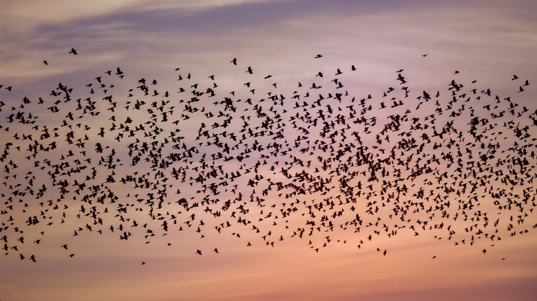 blackbird flock sunrise sunset