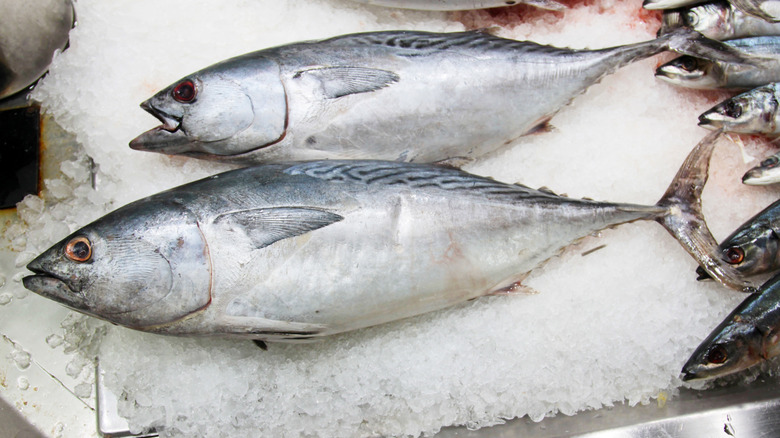 fish tuna