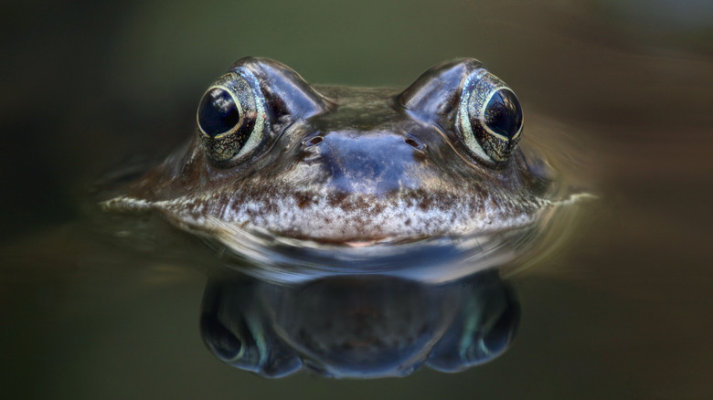 frog pond eyes