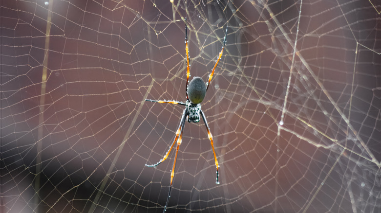 orb weaver spider web
