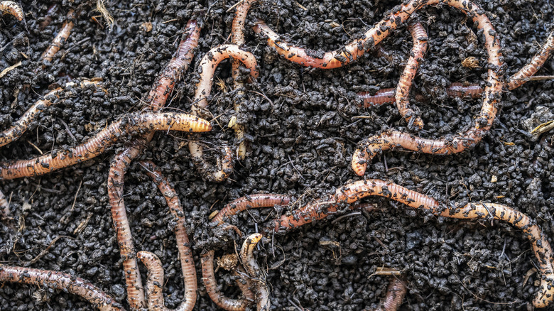 earthworm dirt