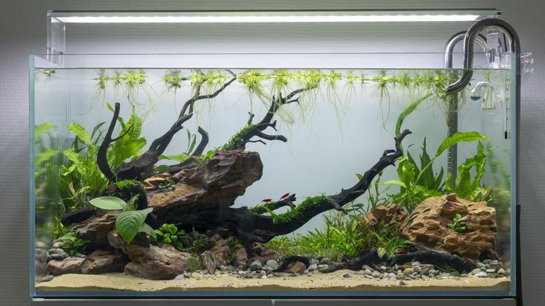 Home aquarium with aquascape