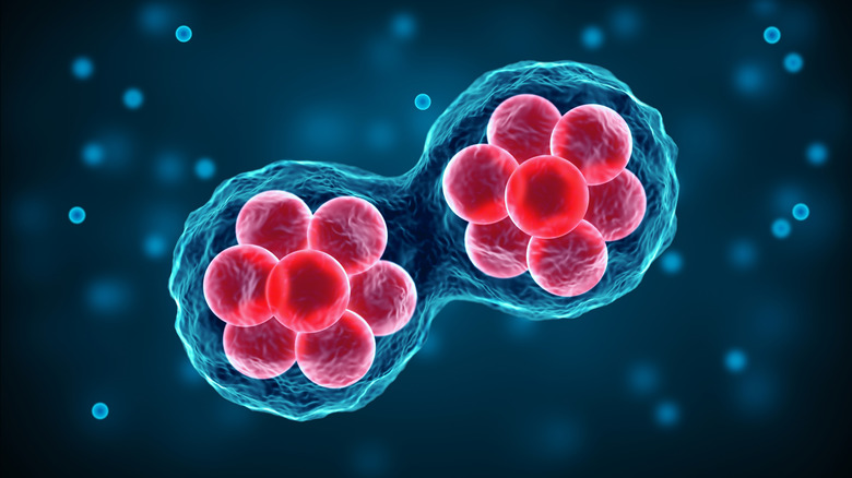 Microscope view of stem cell division