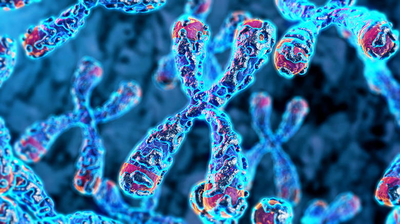 Chromosome structure with telomeres at the ends