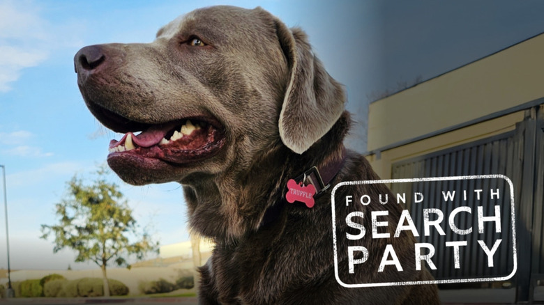 Picture of a dog found using Ring's Search Party feature