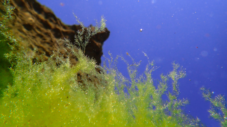 Algae in ocean water