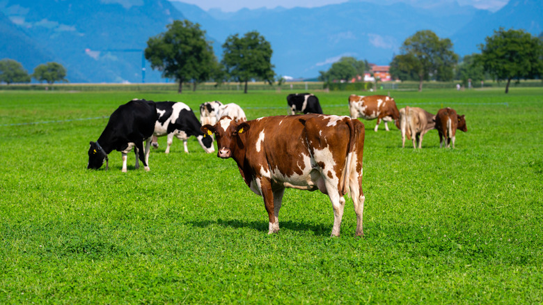 Cattle standing on a green field