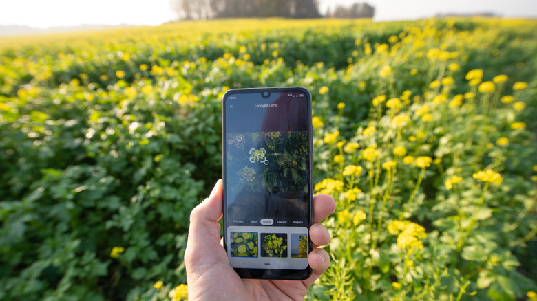 Google Lens being used to identify plant life on a clear spring day