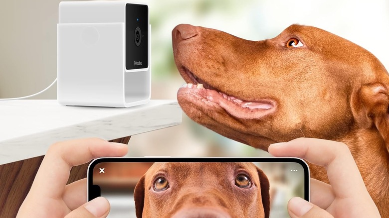 Petcube camera watching a dog with the owner using their smartphone to look through the camera