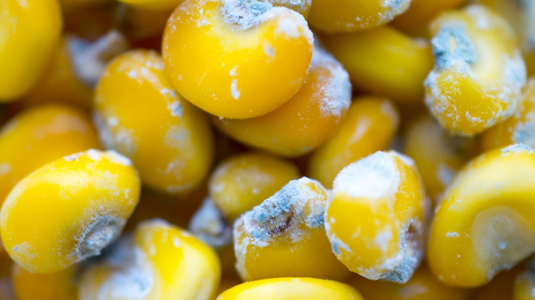 Fungus mold on corn