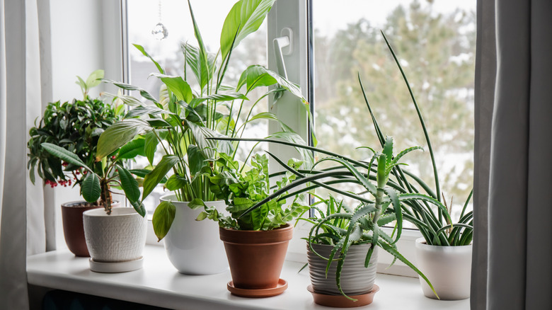 Lot of houseplants growing on window sill