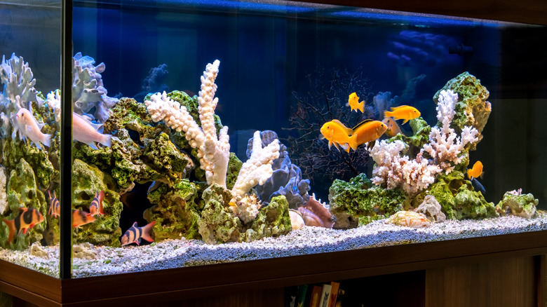 A reef aquarium filled with colorful fish.