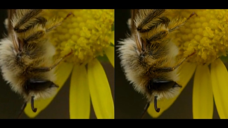 Two images of a bee on a flower, demonstrating the extra details generated by AI upscaling.