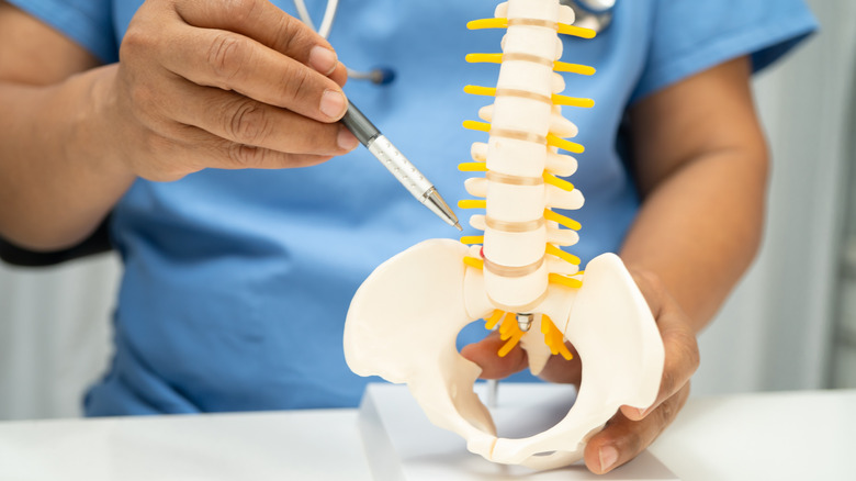 Doctor points to lumbar section of a human spine model.