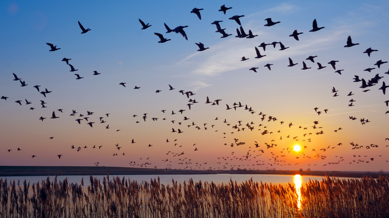 Birds flying over water