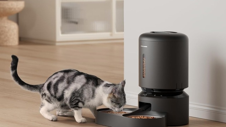 Cat eating from the Petlibro Automatic Cat Feeder with Camera