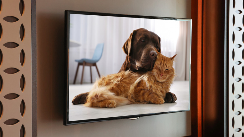 a dog and a cat snuggling on a smart tv screen