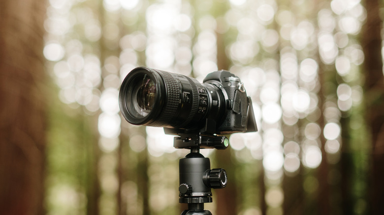 A camera set up on a tripod in the woods