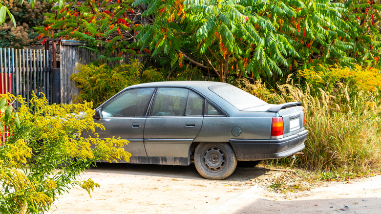Old dusty car parked on side of driveway with undergrowth all around.