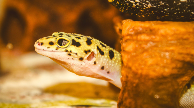 Closeup of a gecko