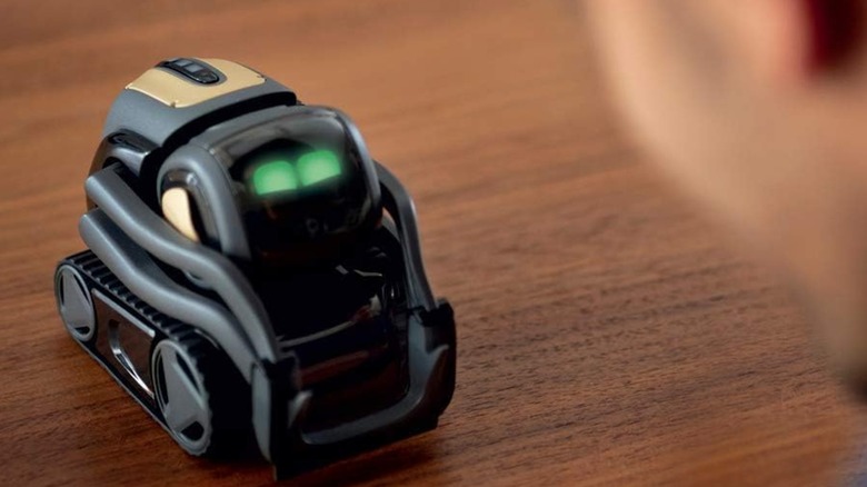 A person looking at the Vector robot from Digital Dream Labs.