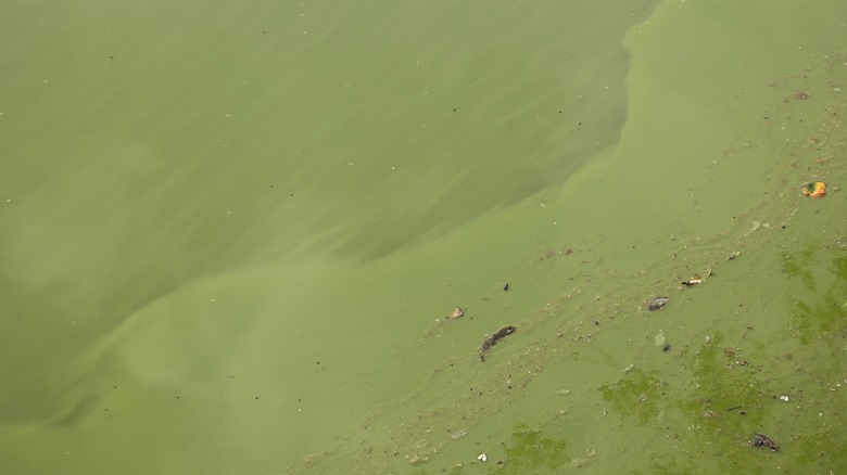 Water filled with cyanobacteria