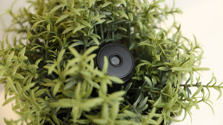 Small camera hidden inside a potted plant