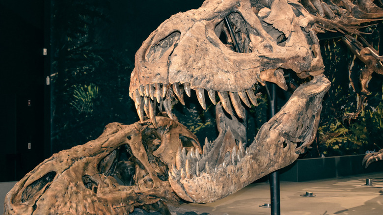 3D printed T-Rex Skull at Naturalis