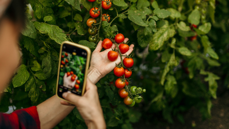 Taking a close-up photo with an iPhone