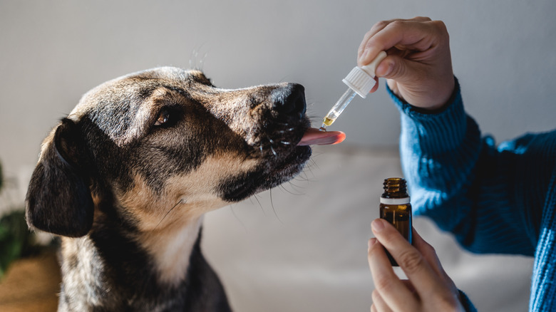 A person giving medicine drops to a dog