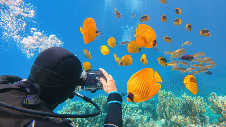 Taking pictures with an underwater camera while scuba diving