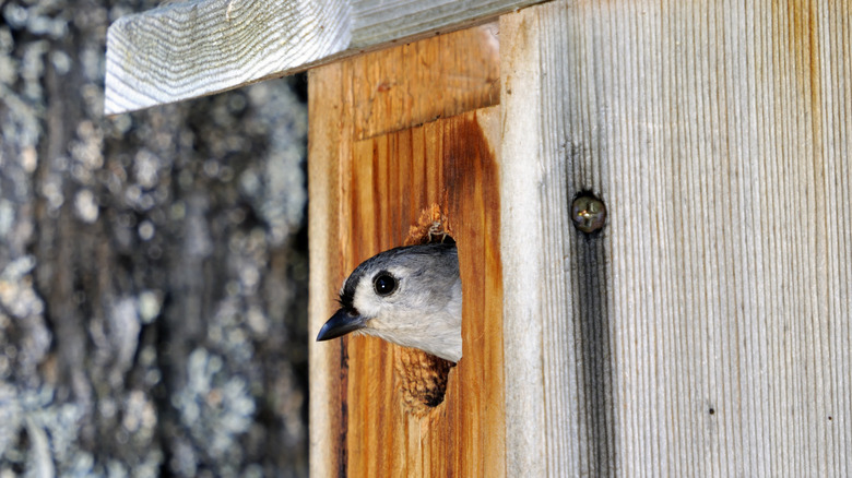 Small bird peeking out of a wooden birdhouse entrance hole.