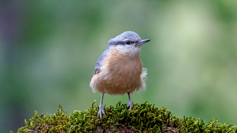 Small bird perched on moss with soft blurred green background.