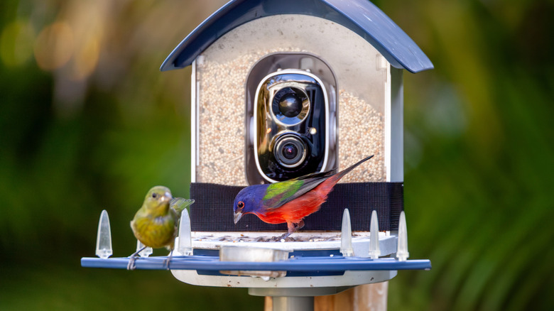 Smart bird feeder with built-in camera capturing birds feeding on seeds.